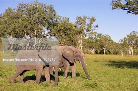 Two large elephants standing in the nature reserve in South Africa