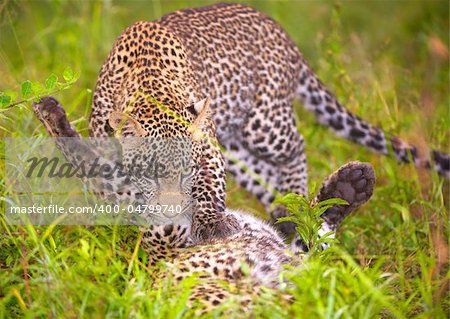 Two Leopards (Panthera pardus) playing in savannah in nature reserve in South Africa