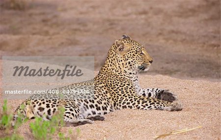Leopard (Panthera pardus) resting on sand in nature reserve in South Africa