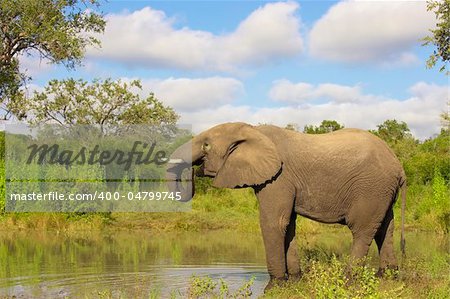 Large elephant bull standing in water in the nature reserve
