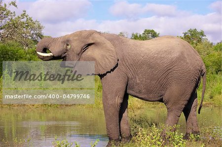 Large elephant bull drinking water in the nature reserve in South Africa