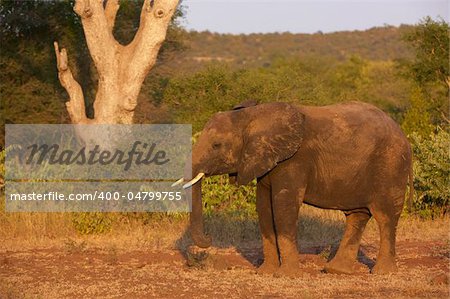 Large elephant bull standing in the nature reserve in South Africa