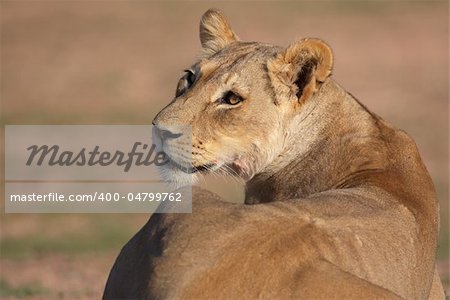 Lioness (panthera leo) lying in savannah in South Africa. Close-up of the head