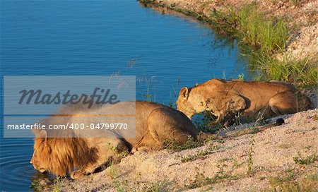 Lion (panthera leo) and lioness drinking water from the lake in South Africa