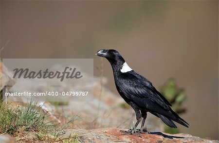 White-necked Raven (Corvus albicollis) sitting on a rock in South Africa