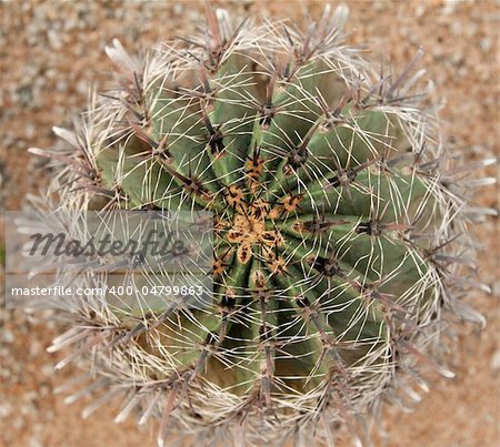 Cactus with sharp needle in park Nong Nuch