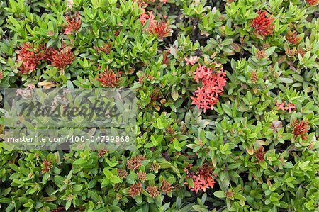 Green tropical herb with red sheet by background