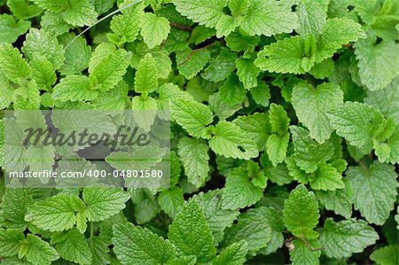 green mint as very nice natural background