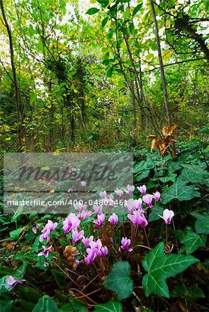 Wild Cyclamen in flower in the woodland