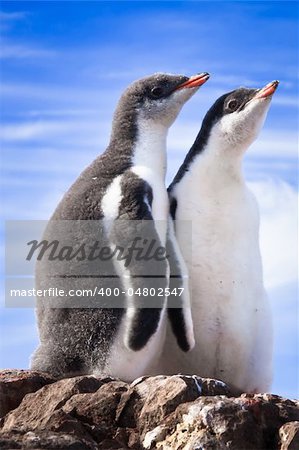 penguins resting on the stony coast of Antarctica
