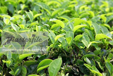 Background of the young green tea leaves