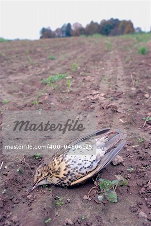 Thrush - songbirds sometimes resulting in loss because of environmental pollution