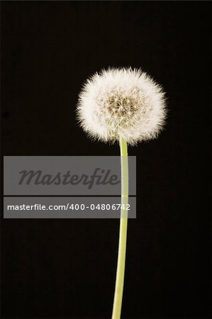 closeup of dandelion on black background, in spring time