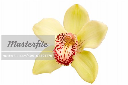 closeup of colorful orchid on white background