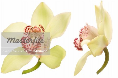 closeup of colorful orchid on white background