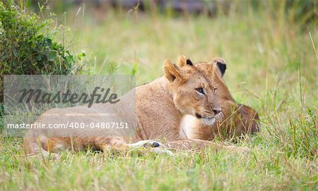 Two Lion (panthera leo) cubs lying in savannah in South Africa