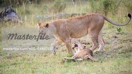 Lion (panthera leo) cub playing with his mother in savannah in South Africa