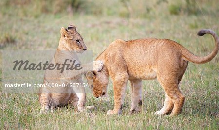 Löwe (Panthera Leo) jungen spielen in Savanne in Südafrika