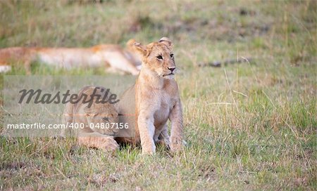 Two Lion (panthera leo) cubs sitting in savannah not far from their mother in South Africa