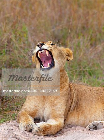 Vicious Lioness (panthera leo) lying in savannah in South Africa