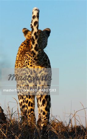 Leopard (Panthera pardus) standing in savannah deciding where to go in nature reserve in South Africa. Focus is on the tail