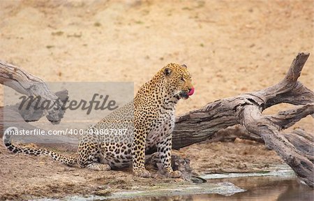 Leopard (Panthera pardus) drinking water from the lake in nature reserve in South Africa