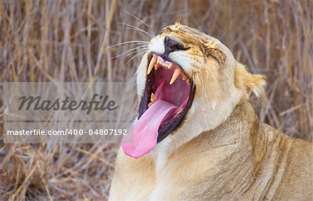 Lioness (panthera leo) lying in savannah and yawning in South Africa. Close-up of the head