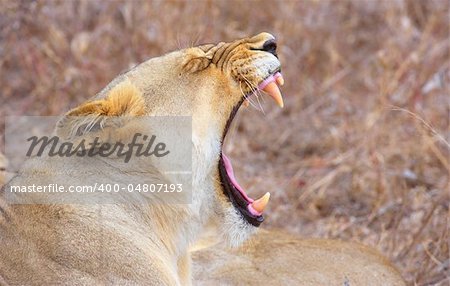 Lioness (panthera leo) lying in savannah yawning in South Africa. Close-up of the head