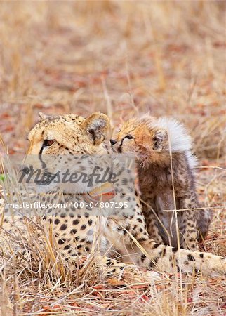 Cheetah (Acinonyx jubatus) cub with his mother in savannah in South Africa