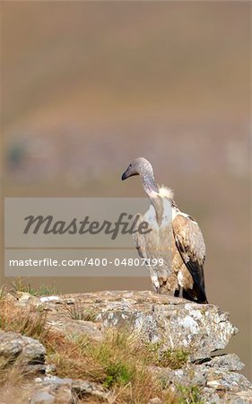 The Cape Griffon or Cape Vulture (Gyps coprotheres) sitting on the rock in South Africa. It is an Old World vulture in the Accipitridae family