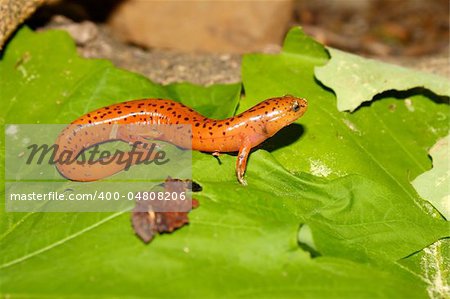 A Red Salamander (Pseudotriton ruber) at Monte Sano State Park - Alabama.