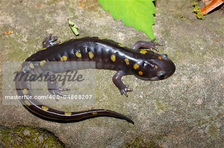 A Spotted Salamander (Ambystoma maculatum) at Monte Sano State Park, Alabama.