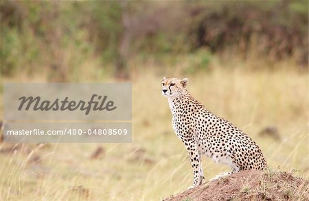 Cheetah (Acinonyx jubatus) watching out for prey in savannah in South Africa