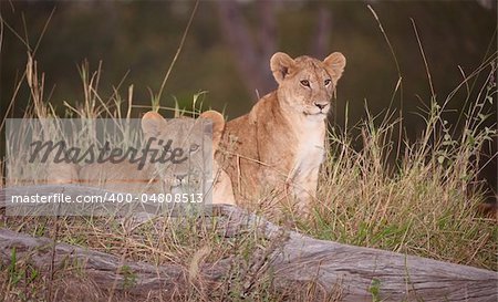 Two Lion (panthera leo) cubs sitting in savannah at night in South Africa