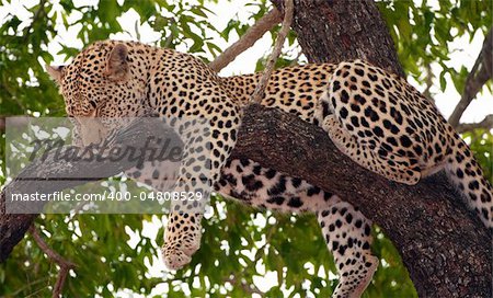 Leopard (Panthera pardus) sleeping on the tree in nature reserve in South Africa