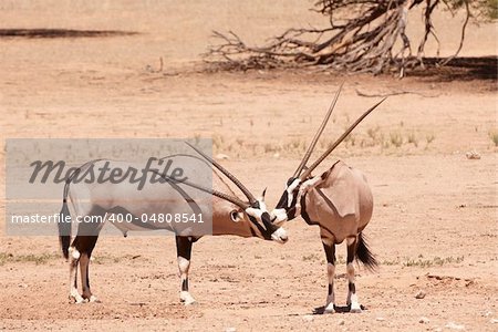 Group of wild Gemsbok (Oryx Gazella) standing in the nature reserve in South Africa