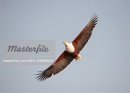 African Fish Eagle (Haliaeetus vocifer) in flight in Botswana