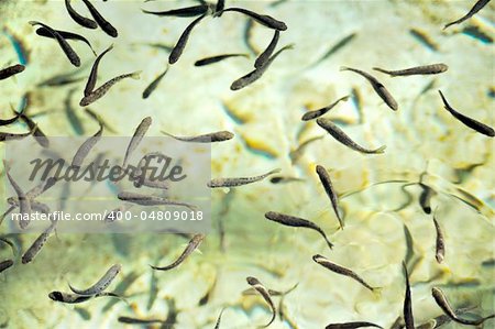 School of fish at a hatchery - trout