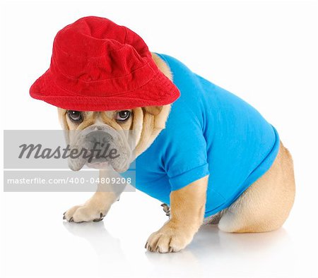english bulldog with guilty expression wearing blue shirt and red hat on white background