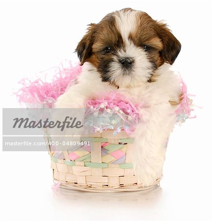 shih tzu puppy sitting in easter basket with reflection on white background