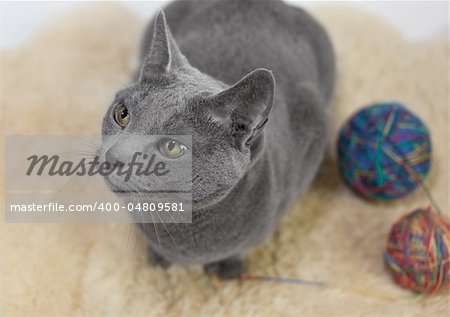 Portrait of a Russian Blue Cat, playing with ball of wool, studio shot