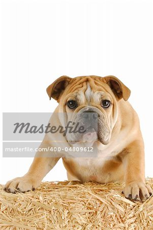 english bulldog standing on a bale of straw on white background