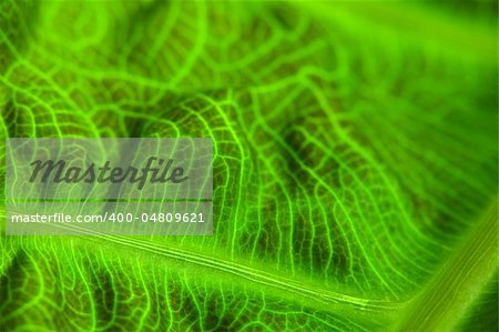Abstract Macro of a Green Leaf