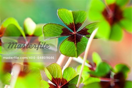 Four - Leaved Clover, green with red center