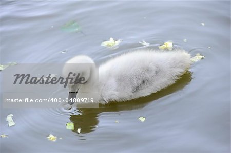 Beautiful baby swan swimming in the river
