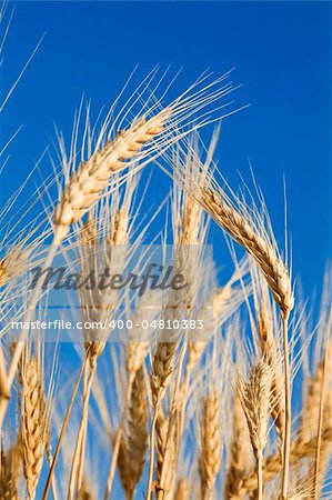 Golden wheat on blue sky background