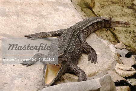 big crocodile Thailand