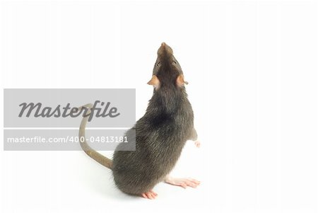 funny rat  isolated on white background