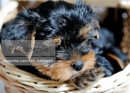 Cute pretty Yorkshire terrier puppy dog sitting in a box