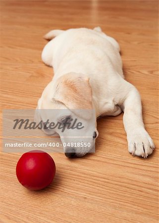 Labrador retriever puppy lying on the floor and playing with a red ball